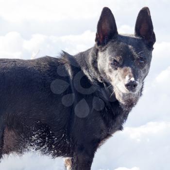 black dog on the snow