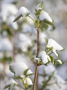 snow on raspberry leaf spring