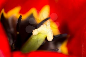 red tulip. close-up