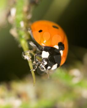 ladybird on nature. close