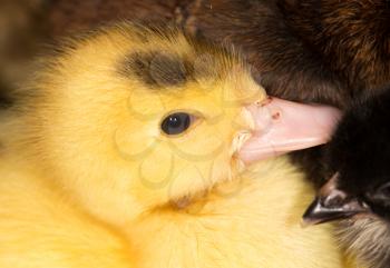 Portrait of a small duckling