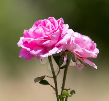 pink rose in nature