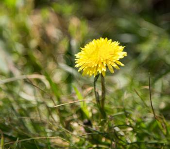 yellow dandelion on nature