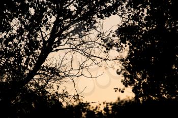 tree branch on a background of dawn