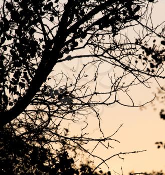 tree branch on a background of dawn