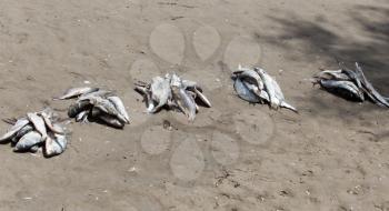 salted fish on the ground