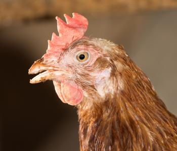 portrait chicken