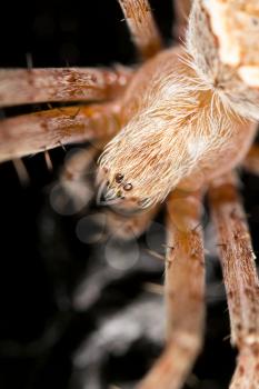portrait of a spider. close