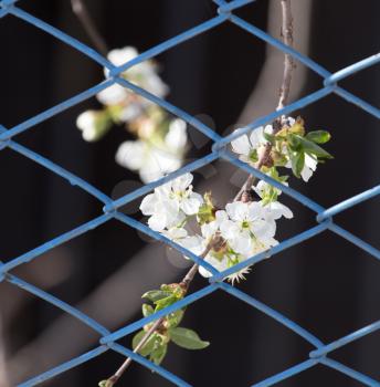 flowers on the tree behind the fence