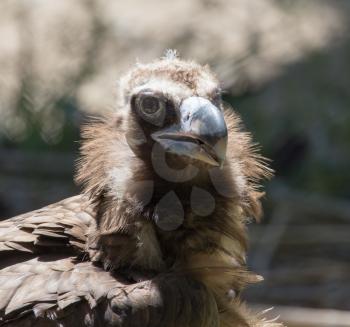 Portrait of a vulture in a zoo
