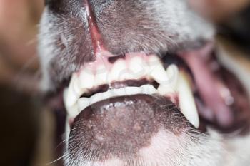 dog's teeth. macro