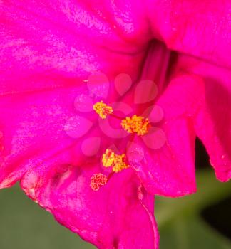 red flower pollen. close-up