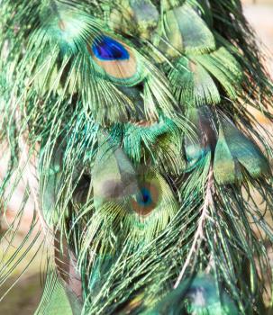 peacock and feathers