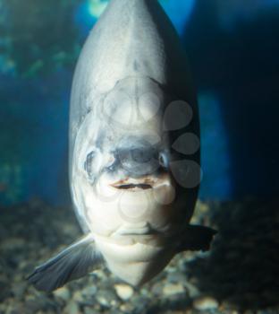 big piranha in the aquarium