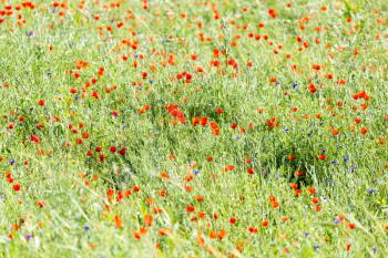 red poppies in a field in nature