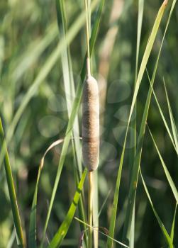 bulrush in nature as a background
