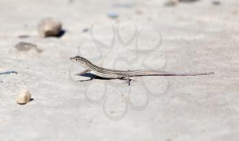 Lizard on concrete