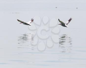 Birds fly over the surface of the water