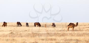 horses in the pasture on the nature