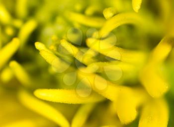yellow flower in nature. super macro