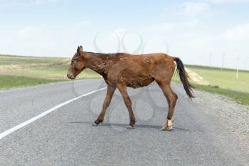 horse on the road