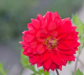 beautiful red flower in nature