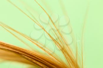 feather on a green background. close