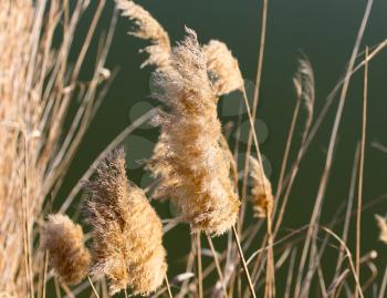 Dry reeds on the nature