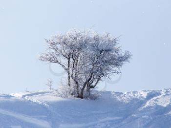 tree branch in the snow in the winter