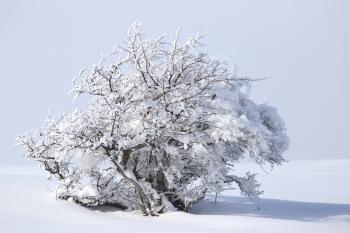 tree branch in the snow in the winter
