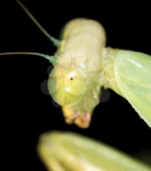 portrait of a praying mantis. super macro