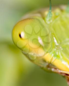 mantis eyes. super macro