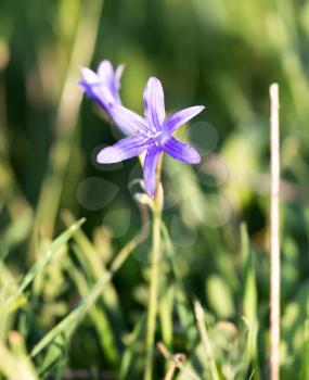 blue flower in the desert in the spring