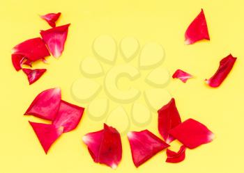 rose petals on yellow background