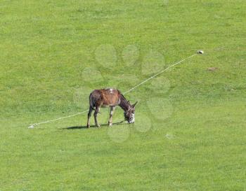 donkey grazing in a meadow
