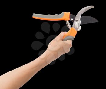 secateurs in hand on a white background
