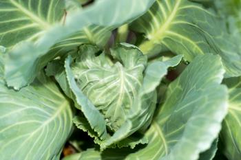 cabbage leaves as a background