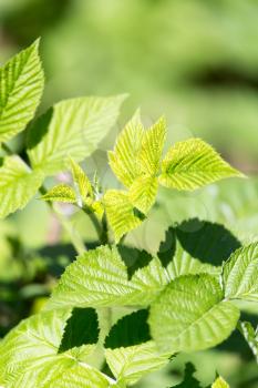 Beautiful branch with green leaves of raspberry
