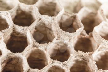 wasp honeycomb as background. close