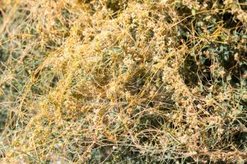 yellow grass on the nature of the parasite