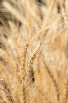 wheat ears as background