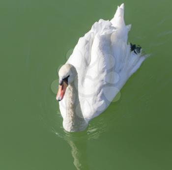 swan on the lake in the nature