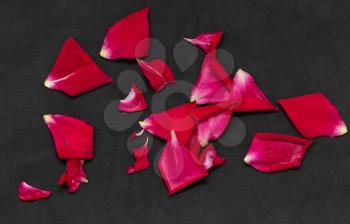 rose petals on a black background