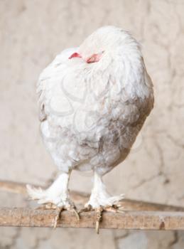 portrait of white chicken farm
