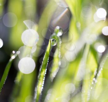 drops of dew on the green grass. macro