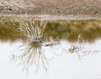 Dry plant in Lake with reflection