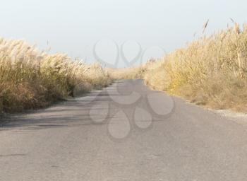 asphalt road in the reeds
