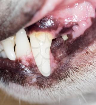 dog's teeth. macro