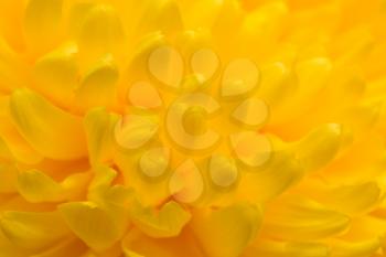 yellow chrysanthemum flower as a background. close