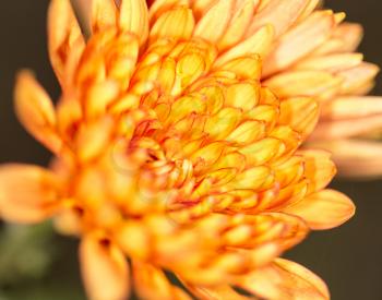 beautiful  flower. close-up